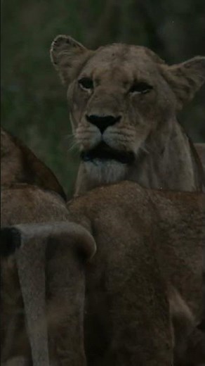 Lions display affectionate greeting behaviour l EcoTraining #shorts
