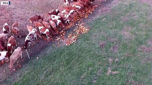 These cows get a feast of leftover pumpkins http://bit.ly/2NoFKIm | The National Desk - TND