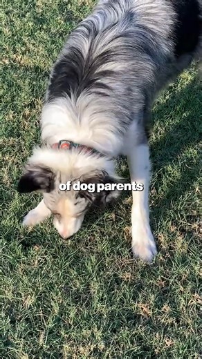 Why Does My Dog Eat Poop and Grass? Here’s the Answer 🐶⚠️ #DogLovers #FYP #DogHealth #Viral #ForYouPage #Dogs | Gussys Gut