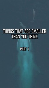 Things that are smaller than you think! 🤯 #iwonderalot | iWonderalot