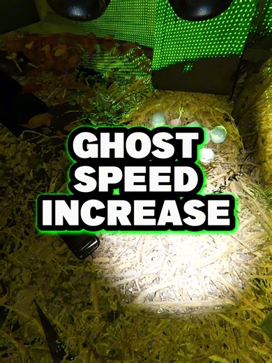 Devil Rabbit! | Phasmophobia #phasmophobia #phasmophobiagame #gaming #gamingvideos #gamingcommunity #fyp #fypシ #gamingontiktok