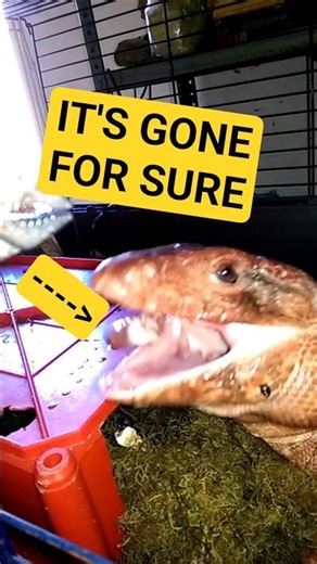 He just swallowed it!! #tegu #reptiles #lizard #feeding