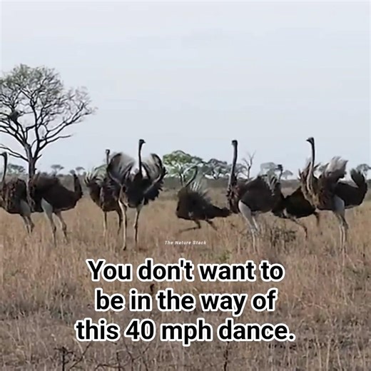 40 MPH Dance: The Savannah’s Fastest Birds! 🏃‍♂️💨 #TheNatureStack #ostrich #wildlife #savannah