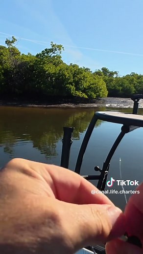 Rig a Power Prawn for Winter Snook Fishing