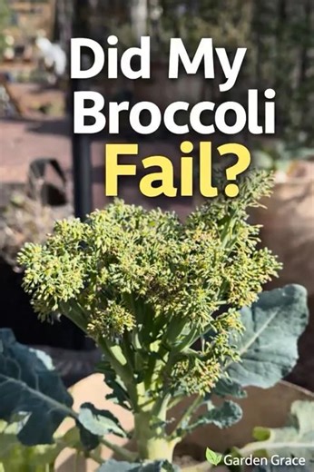 Your Broccoli Didn’t Fail — This Happened