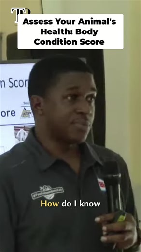 Understanding Goat Body Condition: Importance and Insights