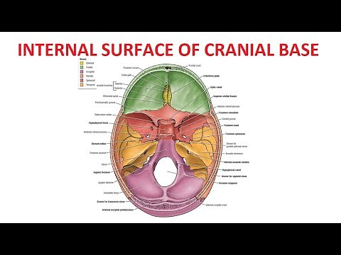 Internal Surface of Base of Skull | Cranial Cavity | Cranial Fossae