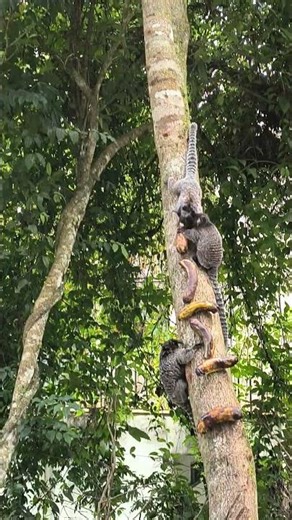 I'm amazed at how these little critters leap around 🐒🛠️