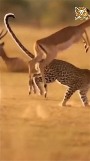Leopard's Grace: A Wild Predator's Journey in Nature. #shorts