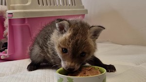 - To moje, tylko moje i nie oddam nikomu - krzyknęła Lisia. To był jej pierwszy stały pokarm w życiu. Nie wiedziała wcześniej, że jedzenie może być tak smaczne. Ratujemy nie tylko gatunki chronione. Każde dzikie zwierzę odczuwa ból i strach, każde cierpi tak samo. Każde istnienie jest równie ważne, a tylko człowiek nadał sobie prawo do wartościowania życia. Każdy potrzebujący pomocy mały dziki ssak znajdzie ją u nas, przynajmniej taką mamy nadzieję. Lisia wiele przeżyła - jej mamę i rodzeństwo z