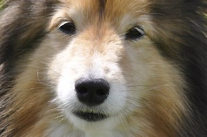 Want to be a dog owner? First check your genes to see if you can have one
