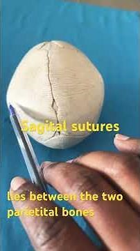 Sutures of the FETAL skull in Obg for nursing and medical student