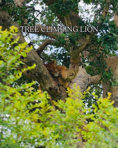 19 reactions | Best of Uganda wildlife safari , tree climbing lion in Queen Elizabeth National Park-Ishasha sector女. #ugandasafari #fblifestyletyle #viral | Aine Benjamin | Facebook