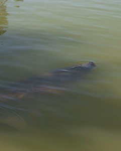 53K views · 736 reactions | This past week our rescue team...