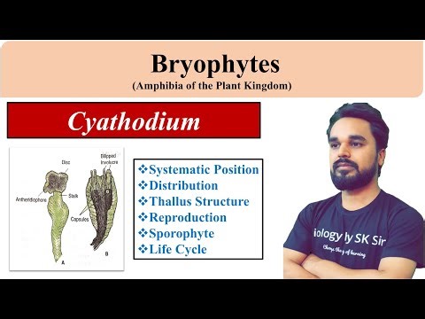 Cyathodium | Systemic Position | Distribution | Thallus Structure | Reproduction | Life Cycle