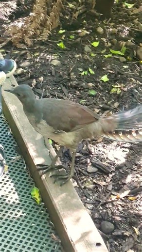 Lyre Bird