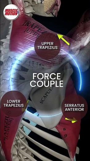 The Scapular Force Couple! #strnegthtraining #anatomy