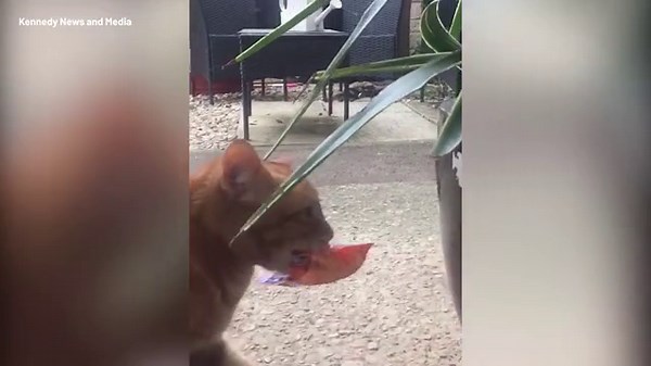 Sneaky cat caught thieving a full bag of treats