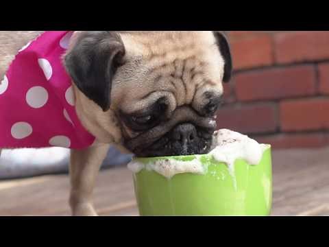 I Love Pugs | Dog Puppy Song for Kids & Families