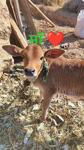Meri Maa Pyari Maa Tum Kaha Ho 🐄🧿 #cow #shorts #love #trending #viral #shortsfeed #youtubeshort