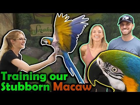 Flight Training Cheyenne! (ft. BirdTricks!)