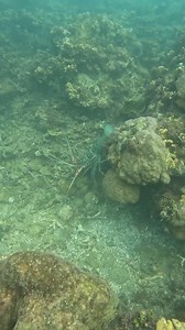 303K views · 6K reactions | Catching Giant Bamboo Lobster! 咽 | JAB's TV Catch and Cook | Facebook