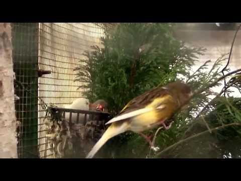 Vogelgezwitscher im Minizoo Wanne-Eickel - Vögel zwitschern - Original Bird Sounds