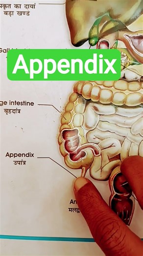 Appendix#biology #appendicitis#anatomy