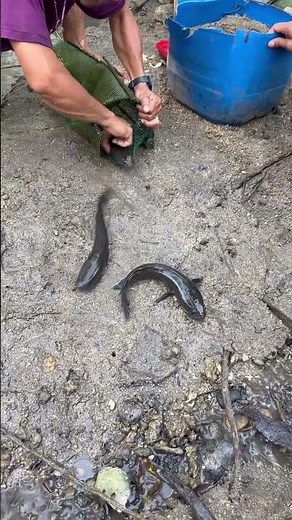 Unlocking a Hidden Treasure of Fish! 🎣😱 | Traditional Fish Trap