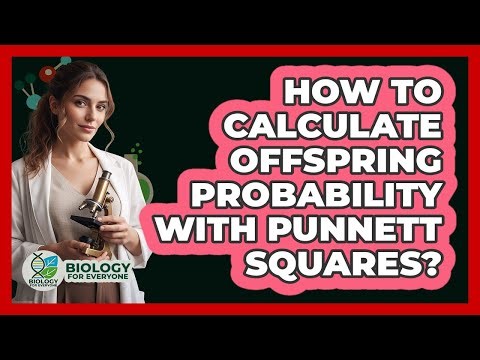 How To Calculate Offspring Probability With Punnett Squares?