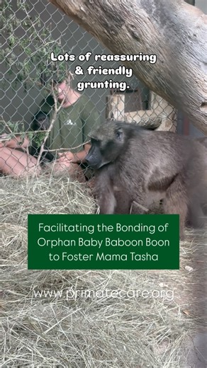 ✨ BOON-DING TIME! 🎵 Audio up! - Exciting Steps for Orphan Baby Baboon Boon & we hope his new foster mama Tasha from Cheeky Chumbles troop. - Orphan Boon has been in our Nursery Quarantine here at the centre being cared for by trained Care-givers. Baby baboons need 24/7 care in the form of physical connection, touch, support, good nutrition and care to enable their psychological development which is directly linked to their physical development. Boon is a happy-go-lucky little boy now and after 