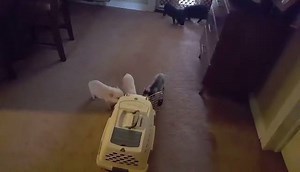 2.7K views · 83 reactions | Crate Training Cuties! These little guys...