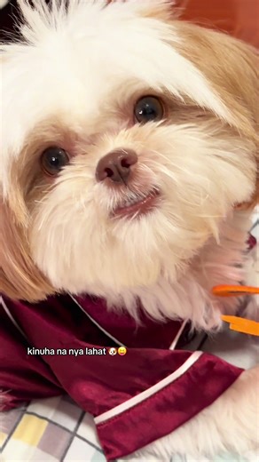 Sa Bibe ni Pretty: Nanggigigil sa Dog Toy!