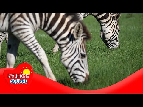 What is a Herbivore - More Grades 5-8 Science on Harmony Square