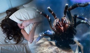 What does it mean to see a spider in a dream?