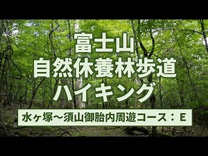 Visit the forest at the foot of Mt. Fuji | Mt.Fuji Natural Recreation Forest Trail E course Hiking