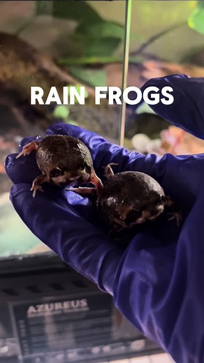 Answering questions about my COMMON RAIN FROGS! #rareanimal #exoticpets #frog #frogtok #rainfrogs #rainfrogtok #frogkeeper #pets #petsoftiktok #animals #wildlife #careguide #qanda #question #trending #amphibian #fyp #foryou