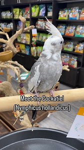 Meet the most lovable bird out of Australia, the cockatiel! #cockatielslovers #cockatiellife #cockatiel #biology #education #australia | Parrot Stars