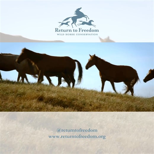 10K views · 239 reactions | ☀️ Join us in celebrating America’s...