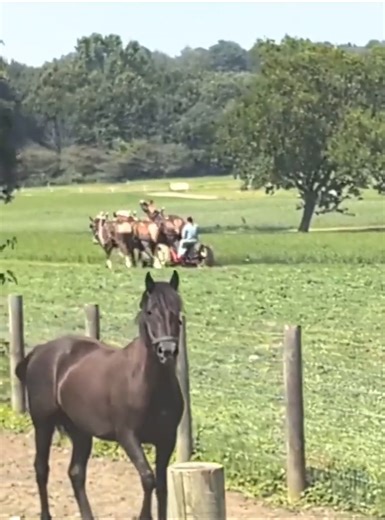 Amish girls and Amish wives of farmers often help with a variety of chores on the farm including driving the horse-drawn implements used in the fields like this lady mowing hay. JD | AmishLeben