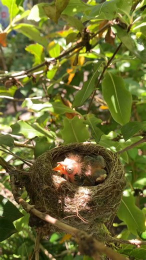 These wild pīwakawaka chicks hatched right here at Natureland! Nestled in the native shrubs we’ve planted and cared for to help restore natural habitat. Every native tree or shrub we plant brings life back to the landscape, creating safe places for manu like pīwakawaka to nest, feed, and thrive. 🪶 You can help too by planting native species in your own garden, you not only get to enjoy the cheerful flick of a fantail’s tail, but you’re rebuilding vital habitat for generations of birds to come. 