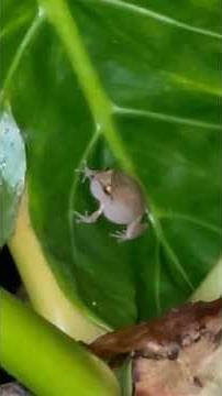 Coqui Frog in my backyard (ZOOMED IN), Hawaii