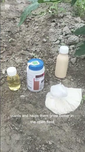 Tomato Worm Control 🍅 Spraying Medicine Against Tomato Pests