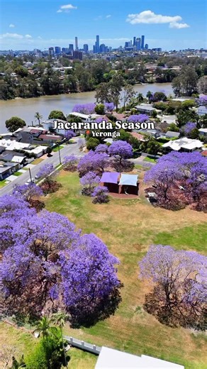 🌸 Brisbane Turns Purple Every Spring And This Hidden Jacaranda Trail Is One Of The Prettiest Walks In The City Every October, Brisbane puts on one of its most magical shows as a sea of lilac blooms drape the city in a dreamy haze. From New Farm Park to the University of Queensland, the jacarandas are in full bloom, turning streets, parks and riversides into living postcards. But if you’re looking for somewhere a little quieter, there’s one underrated spot locals whisper about: a breathtaking ri