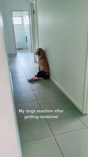 Understanding Dog Behavior Post-Neutering: A Comprehensive Guide