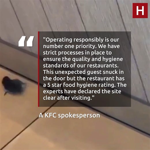 13K views · 71 reactions | Customer's fright as 'leaping mouse' spotted in Hull KFC restaurant | Hull Live | Facebook