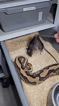 Ball python 🐍 eat rat 🐀 #wildlife #naturephotography #python #snake