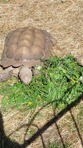 SULCATA TORTOISE (AFRICAN SPECIES) GRAZING