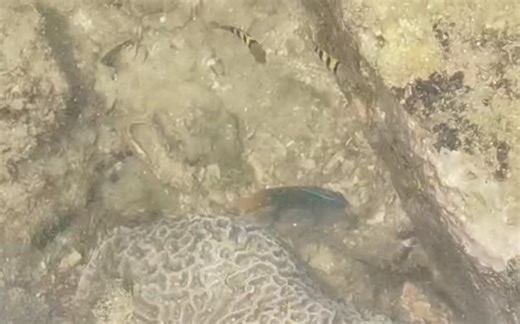 鱼大十八变：美丽不再，文昌潮间带 凶猛的(亚)成年太阳魔(Neoglyphidodon polyacanthus)