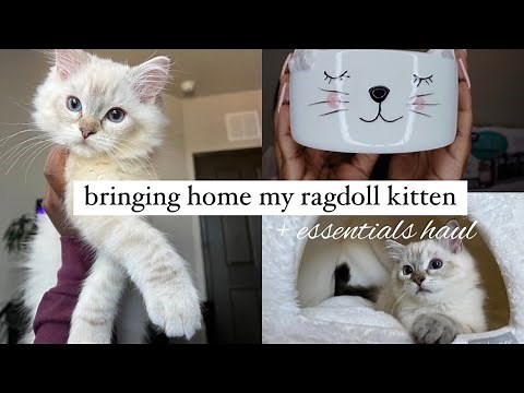 Bringing Home My RAGDOLL KITTEN! i spent 3k + essentials kitten haul